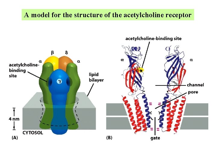 A model for the structure of the acetylcholine receptor A model for the structure of the acetylcholine receptor