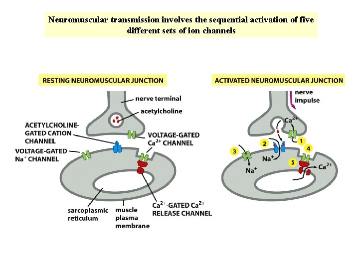 Neuromuscular transmission involves the sequential activation of five different sets of ion channels Neuromuscular transmission involves the sequential activation of five different sets of ion channels