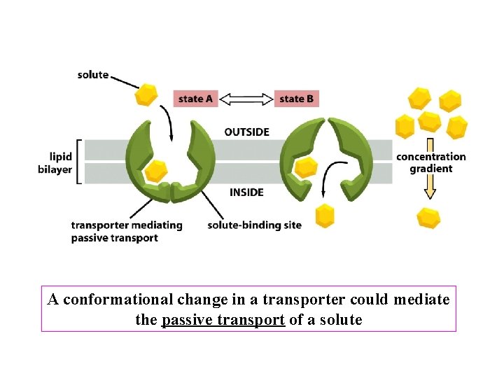 A conformational change in a transporter could mediate the passive transport of a solute A conformational change in a transporter could mediate the passive transport of a solute