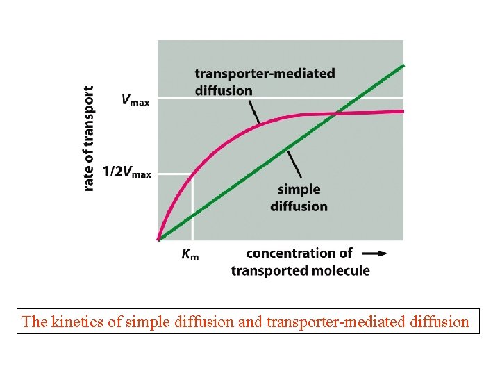 The kinetics of simple diffusion and transporter-mediated diffusion The kinetics of simple diffusion and transporter-mediated diffusion