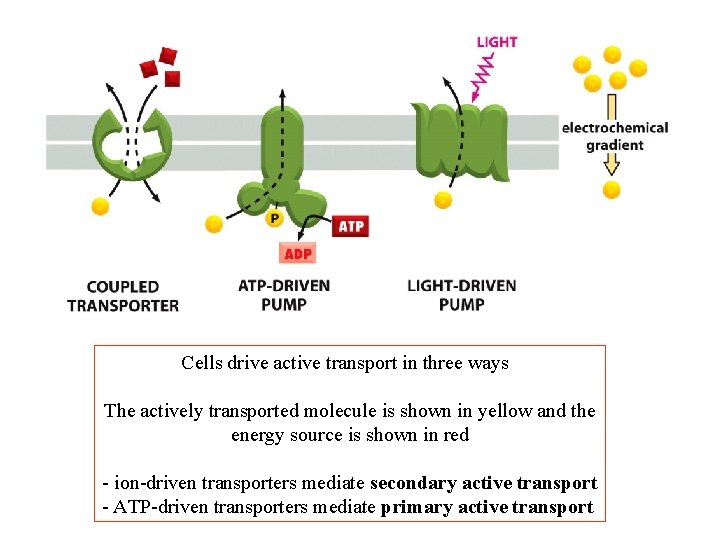 Cells drive active transport in three ways The actively transported molecule is shown in Cells drive active transport in three ways The actively transported molecule is shown in