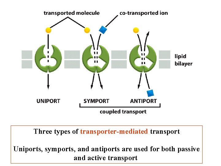 Three types of transporter-mediated transport Uniports, symports, and antiports are used for both passive Three types of transporter-mediated transport Uniports, symports, and antiports are used for both passive