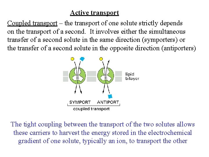 Active transport Coupled transport – the transport of one solute strictly depends on the Active transport Coupled transport – the transport of one solute strictly depends on the