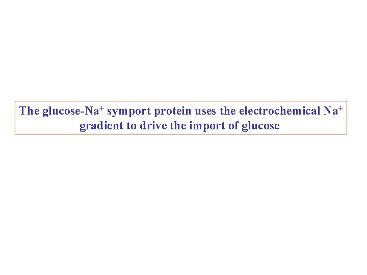 The glucose-Na+ symport protein uses the electrochemical Na+ gradient to drive the import of The glucose-Na+ symport protein uses the electrochemical Na+ gradient to drive the import of