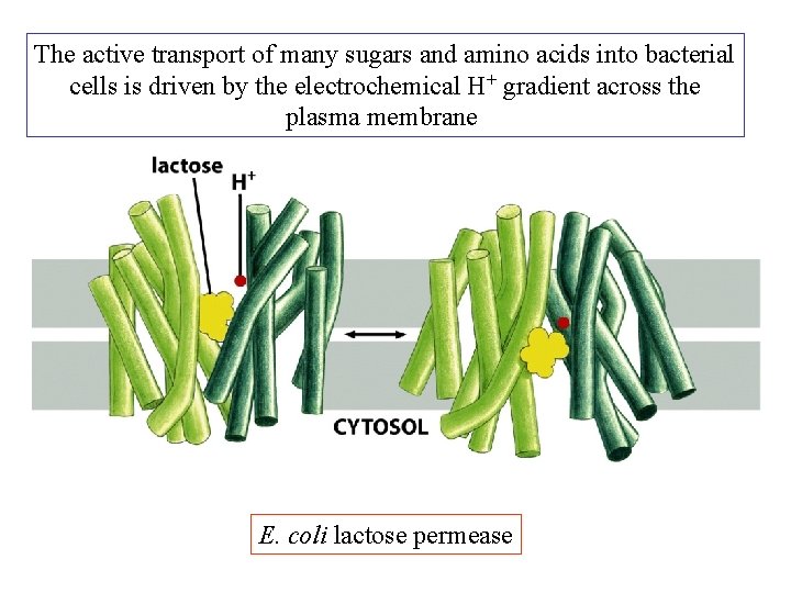 The active transport of many sugars and amino acids into bacterial cells is driven The active transport of many sugars and amino acids into bacterial cells is driven