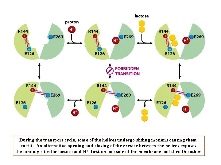 During the transport cycle, some of the helices undergo sliding motions causing them to During the transport cycle, some of the helices undergo sliding motions causing them to