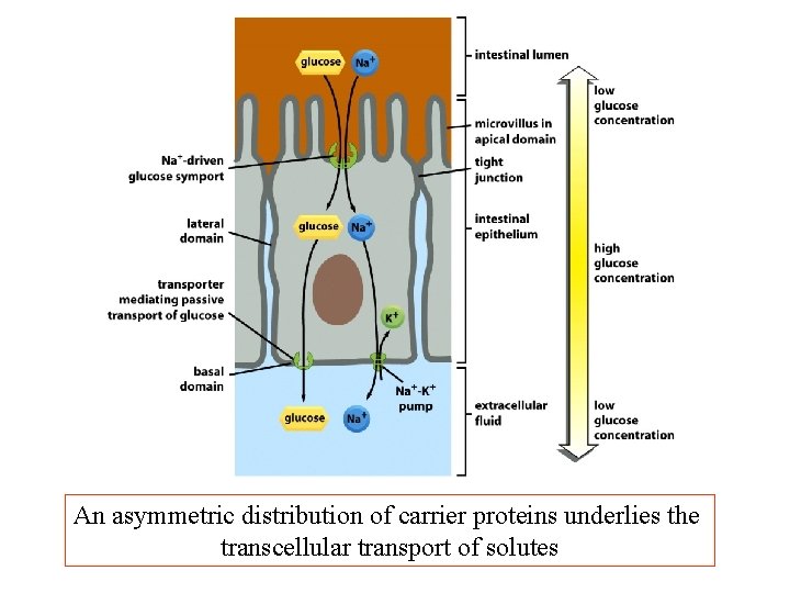 An asymmetric distribution of carrier proteins underlies the transcellular transport of solutes An asymmetric distribution of carrier proteins underlies the transcellular transport of solutes