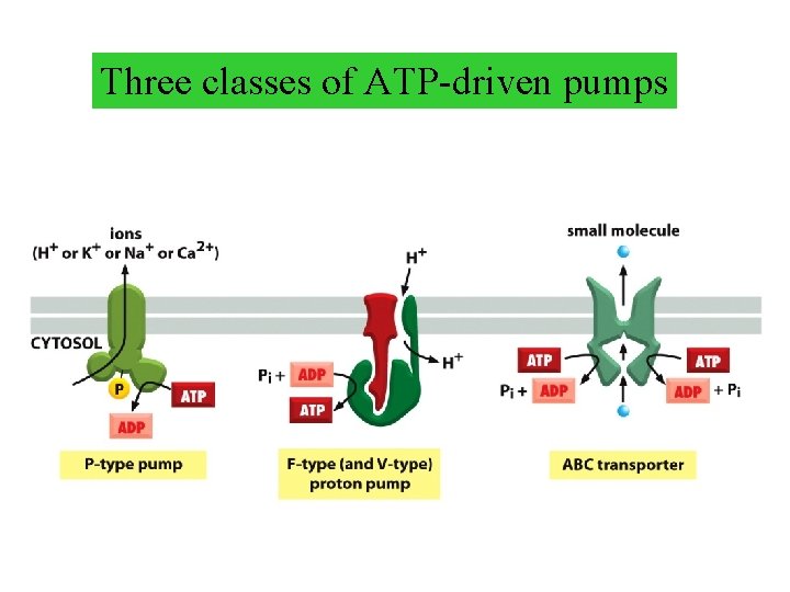 Three classes of ATP-driven pumps Three classes of ATP-driven pumps