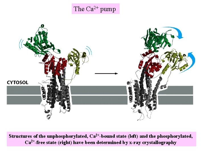 The Ca 2+ pump Structures of the unphosphorylated, Ca 2+-bound state (left) and the The Ca 2+ pump Structures of the unphosphorylated, Ca 2+-bound state (left) and the
