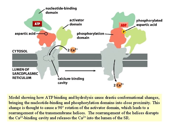 Model showing how ATP binding and hydrolysis cause drastic conformational changes, bringing the nucleotide-binding Model showing how ATP binding and hydrolysis cause drastic conformational changes, bringing the nucleotide-binding
