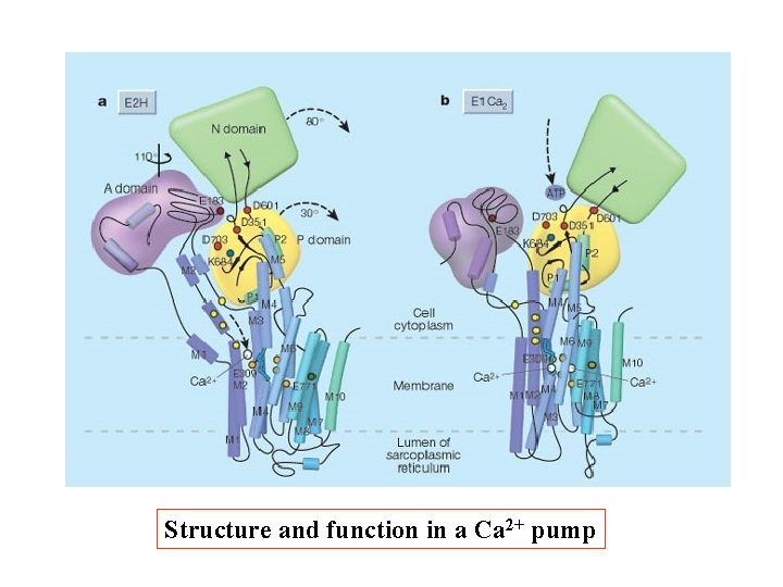 Structure and function in a Ca 2+ pump Structure and function in a Ca 2+ pump