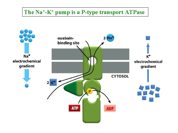 The Na+-K+ pump is a P-type transport ATPase The Na+-K+ pump is a P-type transport ATPase