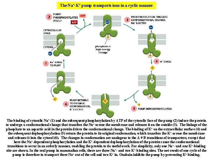 The Na+-K+ pump transports ions in a cyclic manner The binding of cytosolic Na+ The Na+-K+ pump transports ions in a cyclic manner The binding of cytosolic Na+