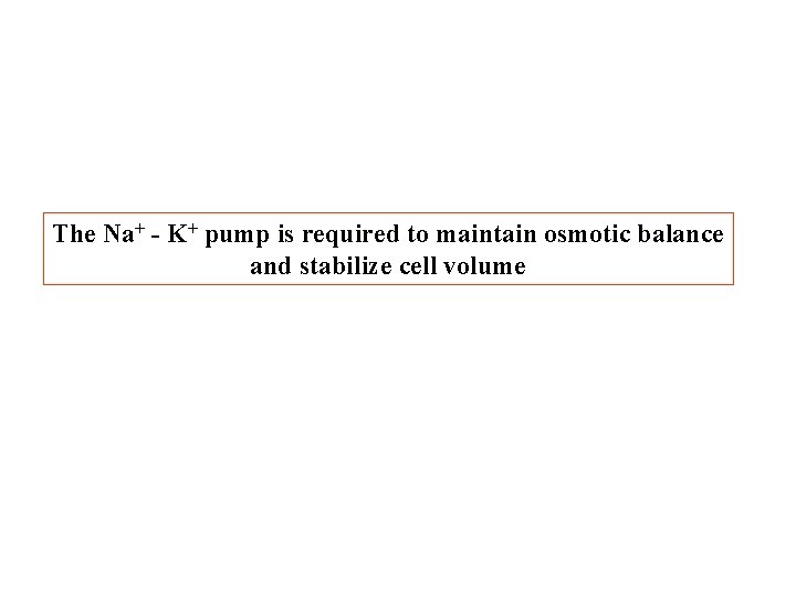 The Na+ - K+ pump is required to maintain osmotic balance and stabilize cell The Na+ - K+ pump is required to maintain osmotic balance and stabilize cell