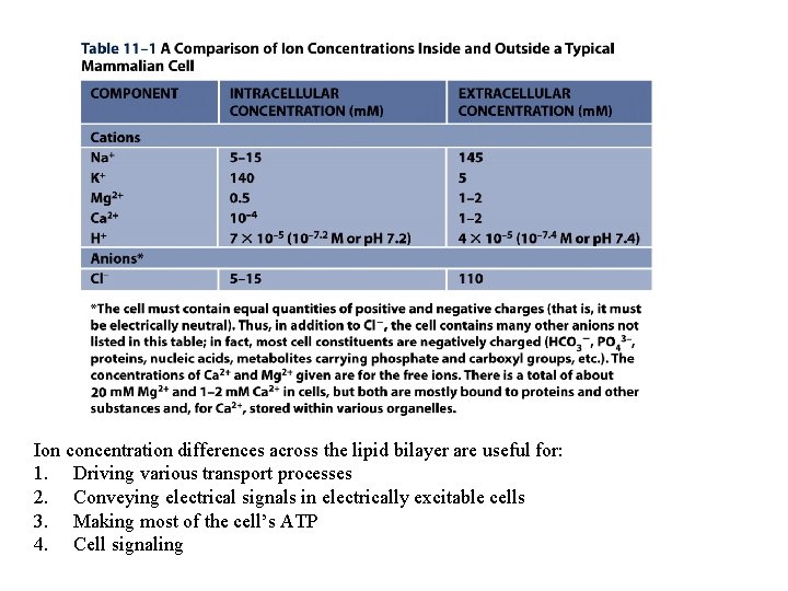 Ion concentration differences across the lipid bilayer are useful for: 1. Driving various transport Ion concentration differences across the lipid bilayer are useful for: 1. Driving various transport