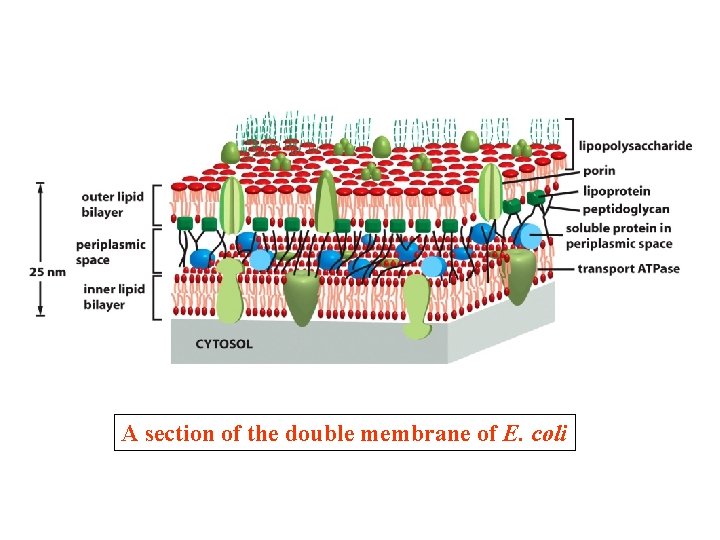 A section of the double membrane of E. coli A section of the double membrane of E. coli