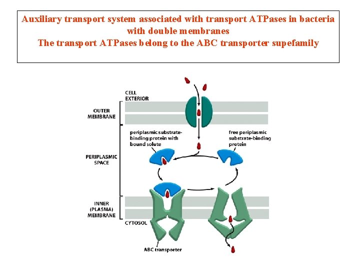 Auxiliary transport system associated with transport ATPases in bacteria with double membranes The transport Auxiliary transport system associated with transport ATPases in bacteria with double membranes The transport
