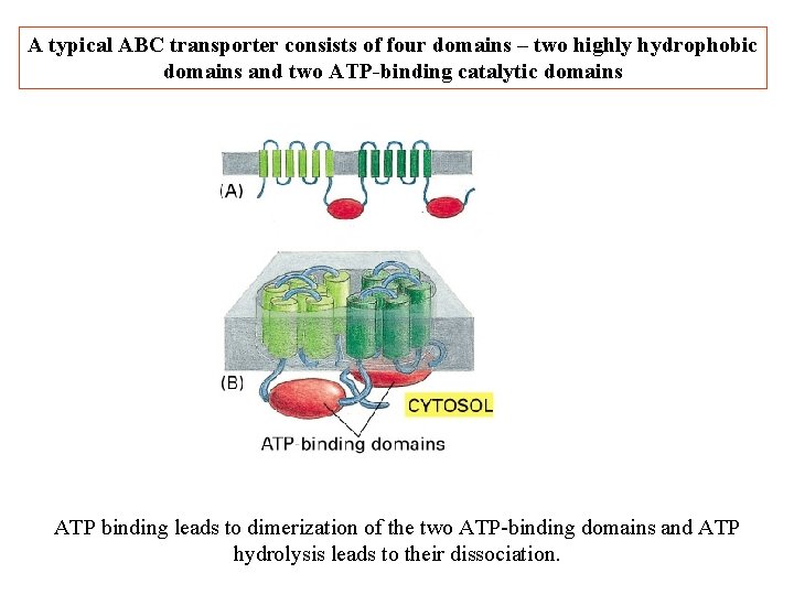 A typical ABC transporter consists of four domains – two highly hydrophobic domains and A typical ABC transporter consists of four domains – two highly hydrophobic domains and
