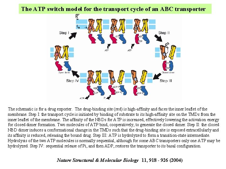 The ATP switch model for the transport cycle of an ABC transporter The schematic The ATP switch model for the transport cycle of an ABC transporter The schematic