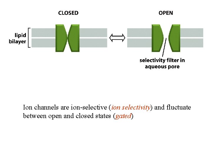 Ion channels are ion-selective (ion selectivity) and fluctuate between open and closed states (gated) Ion channels are ion-selective (ion selectivity) and fluctuate between open and closed states (gated)
