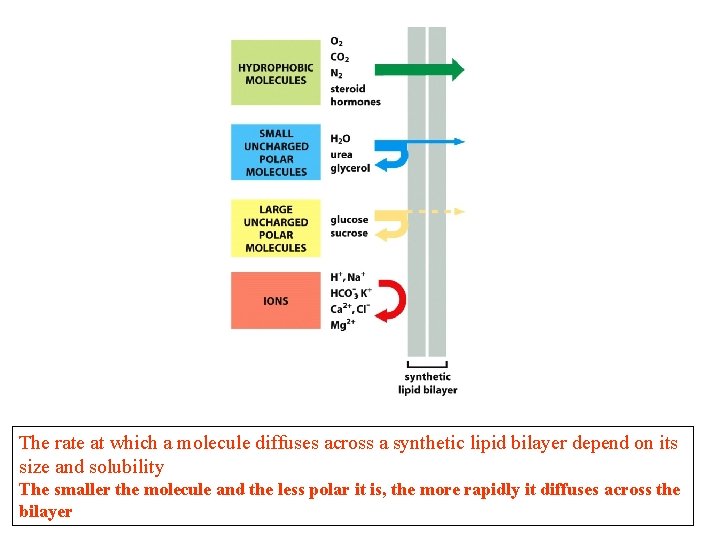 The rate at which a molecule diffuses across a synthetic lipid bilayer depend on The rate at which a molecule diffuses across a synthetic lipid bilayer depend on