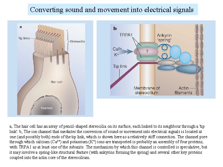 Converting sound and movement into electrical signals a, The hair cell has an array Converting sound and movement into electrical signals a, The hair cell has an array