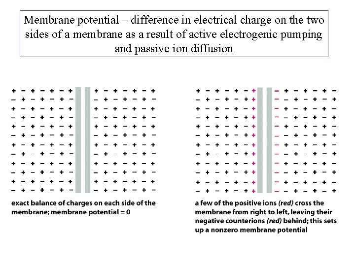 Membrane potential – difference in electrical charge on the two sides of a membrane Membrane potential – difference in electrical charge on the two sides of a membrane