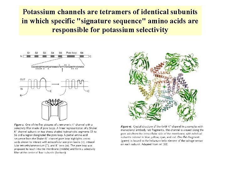 Potassium channels are tetramers of identical subunits in which specific "signature sequence" amino acids Potassium channels are tetramers of identical subunits in which specific "signature sequence" amino acids