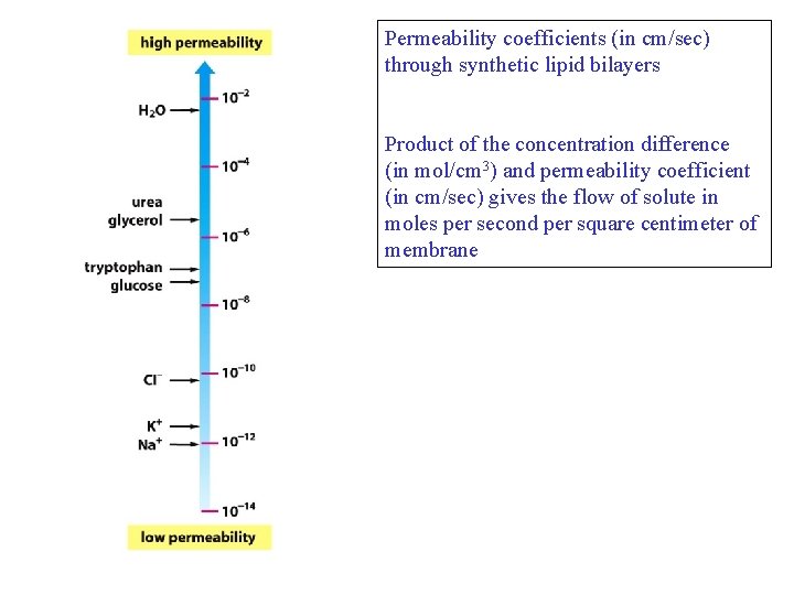 Permeability coefficients (in cm/sec) through synthetic lipid bilayers Product of the concentration difference (in Permeability coefficients (in cm/sec) through synthetic lipid bilayers Product of the concentration difference (in