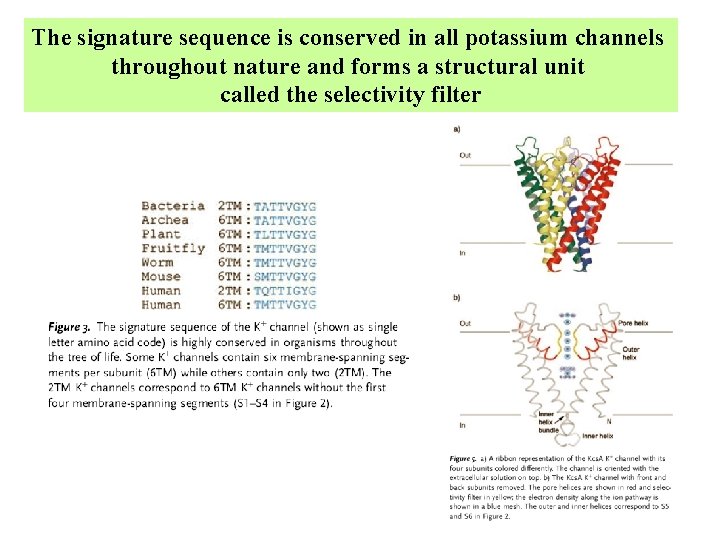 The signature sequence is conserved in all potassium channels throughout nature and forms a The signature sequence is conserved in all potassium channels throughout nature and forms a