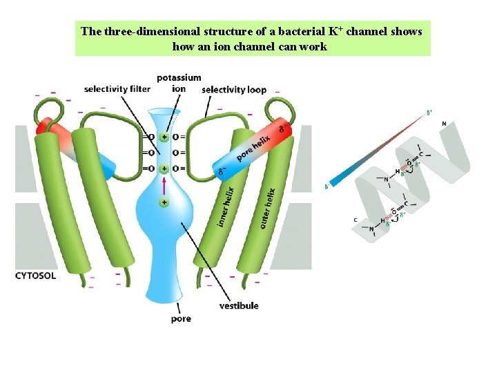The three-dimensional structure of a bacterial K+ channel shows how an ion channel can The three-dimensional structure of a bacterial K+ channel shows how an ion channel can