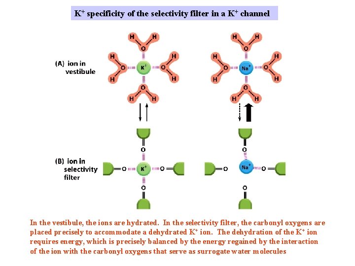 K+ specificity of the selectivity filter in a K+ channel In the vestibule, the K+ specificity of the selectivity filter in a K+ channel In the vestibule, the