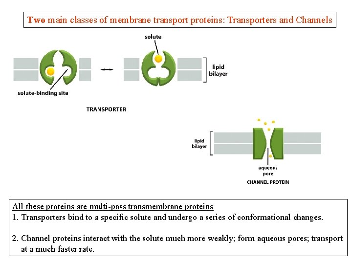 Two main classes of membrane transport proteins: Transporters and Channels All these proteins are Two main classes of membrane transport proteins: Transporters and Channels All these proteins are