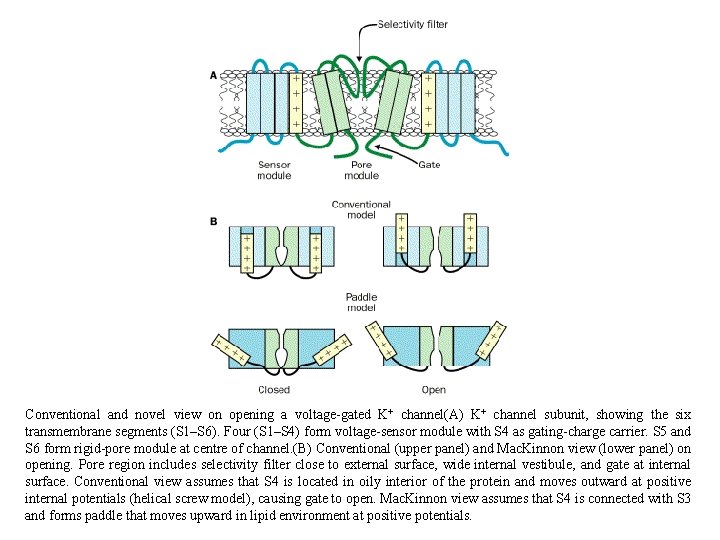 Conventional and novel view on opening a voltage-gated K+ channel(A) K+ channel subunit, showing Conventional and novel view on opening a voltage-gated K+ channel(A) K+ channel subunit, showing