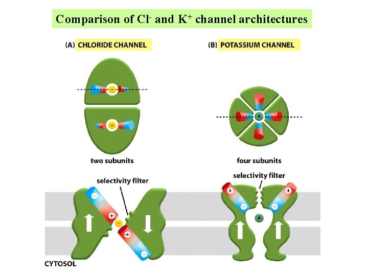 Comparison of Cl- and K+ channel architectures Comparison of Cl- and K+ channel architectures