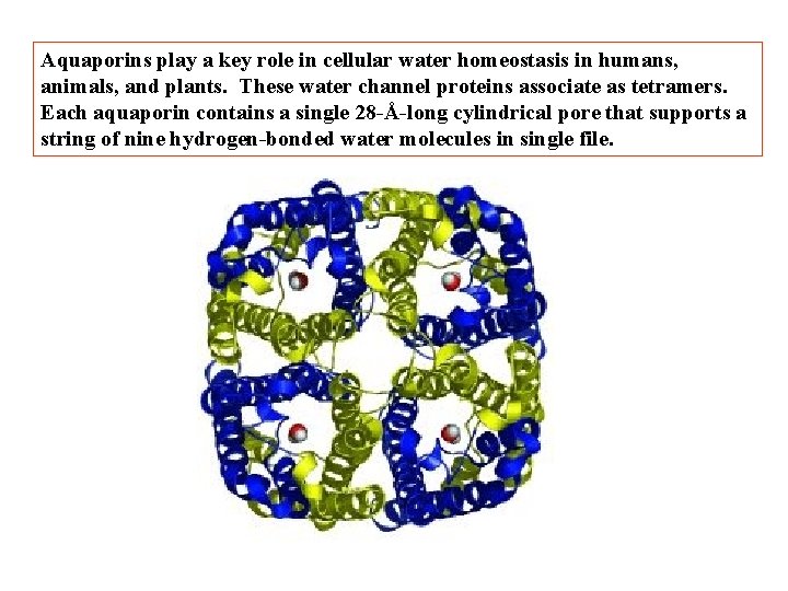 Aquaporins play a key role in cellular water homeostasis in humans, animals, and plants. Aquaporins play a key role in cellular water homeostasis in humans, animals, and plants.