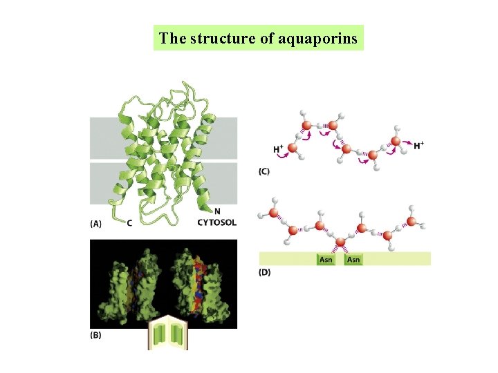 The structure of aquaporins The structure of aquaporins