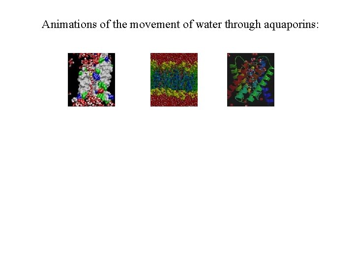 Animations of the movement of water through aquaporins: Animations of the movement of water through aquaporins: