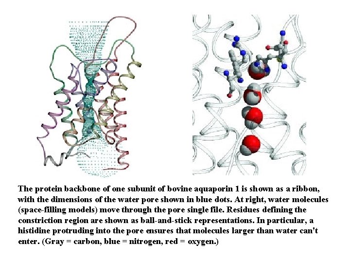 The protein backbone of one subunit of bovine aquaporin 1 is shown as a The protein backbone of one subunit of bovine aquaporin 1 is shown as a