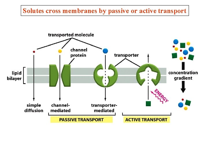 Solutes cross membranes by passive or active transport Solutes cross membranes by passive or active transport