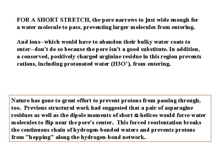 FOR A SHORT STRETCH, the pore narrows to just wide enough for a water FOR A SHORT STRETCH, the pore narrows to just wide enough for a water
