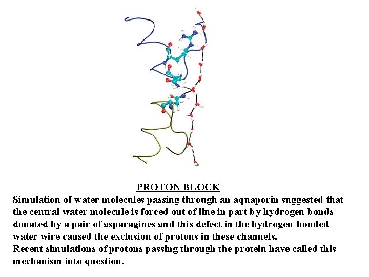 PROTON BLOCK Simulation of water molecules passing through an aquaporin suggested that the central PROTON BLOCK Simulation of water molecules passing through an aquaporin suggested that the central