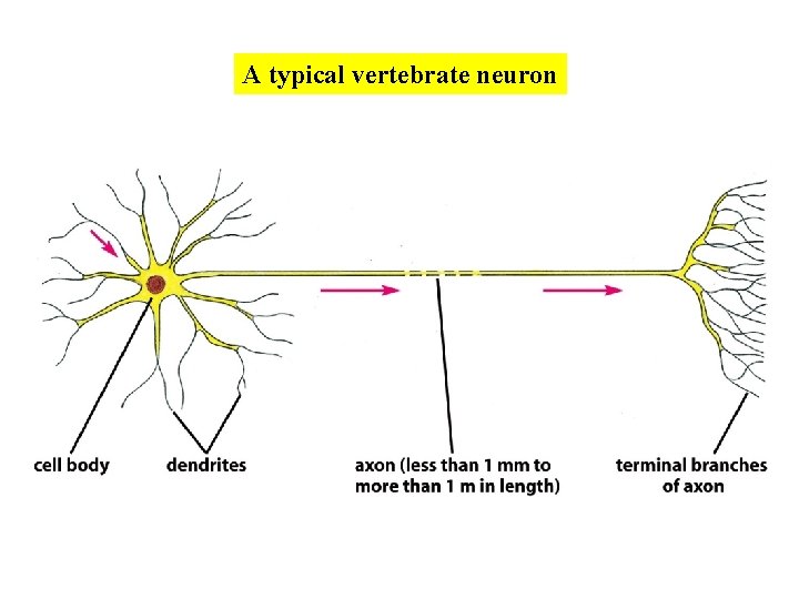 A typical vertebrate neuron A typical vertebrate neuron