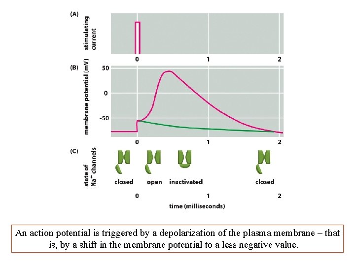 An action potential is triggered by a depolarization of the plasma membrane – that An action potential is triggered by a depolarization of the plasma membrane – that