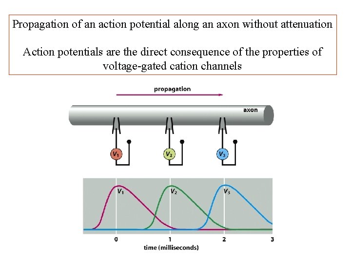Propagation of an action potential along an axon without attenuation Action potentials are the Propagation of an action potential along an axon without attenuation Action potentials are the