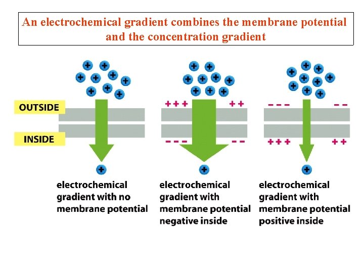 An electrochemical gradient combines the membrane potential and the concentration gradient An electrochemical gradient combines the membrane potential and the concentration gradient