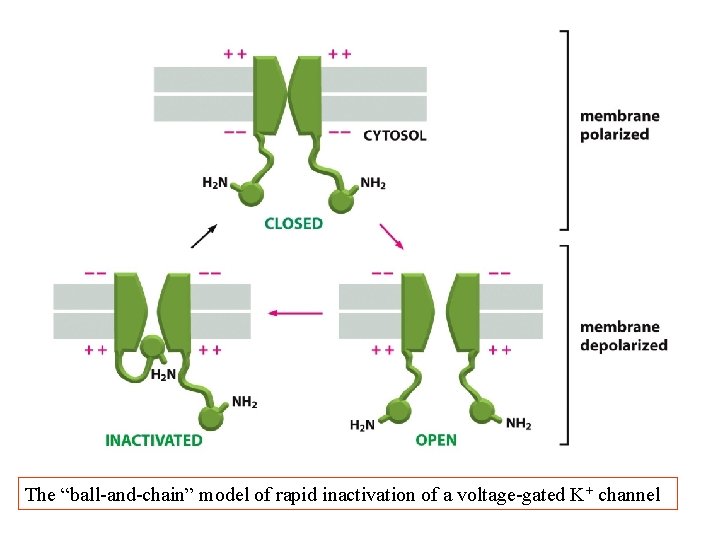 The “ball-and-chain” model of rapid inactivation of a voltage-gated K+ channel The “ball-and-chain” model of rapid inactivation of a voltage-gated K+ channel