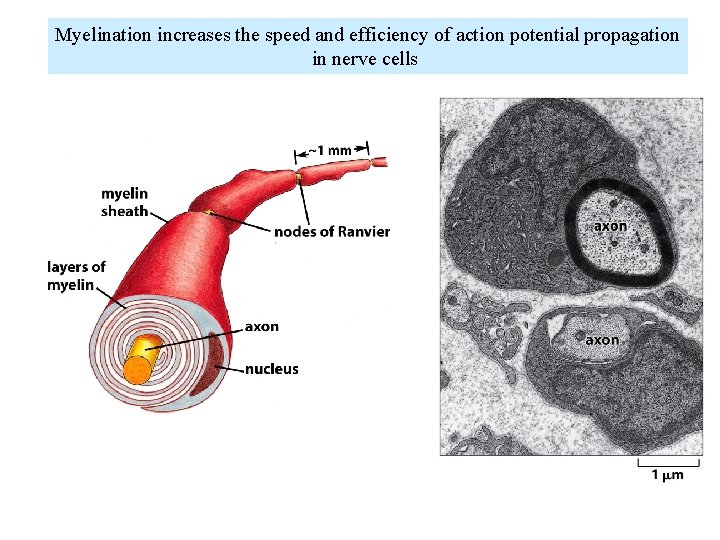 Myelination increases the speed and efficiency of action potential propagation in nerve cells Myelination increases the speed and efficiency of action potential propagation in nerve cells