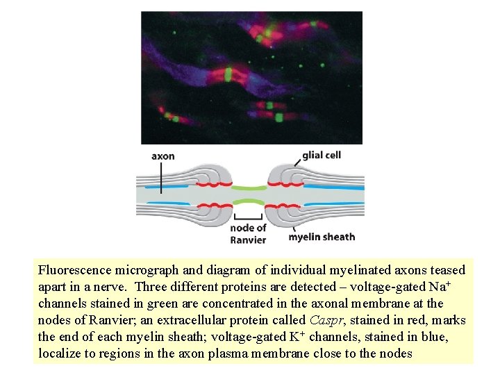 Fluorescence micrograph and diagram of individual myelinated axons teased apart in a nerve. Three Fluorescence micrograph and diagram of individual myelinated axons teased apart in a nerve. Three