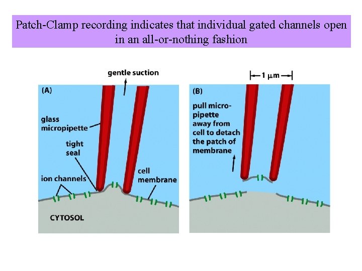 Patch-Clamp recording indicates that individual gated channels open in an all-or-nothing fashion Patch-Clamp recording indicates that individual gated channels open in an all-or-nothing fashion